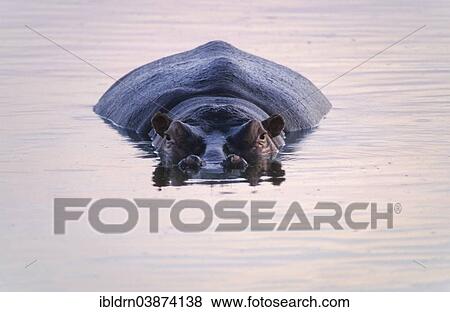 Stock Photo - "Hippopotamus (Hippopotamus amphibius), Mkuze Game Reserve or uMkhuze Game Reserve, KwaZulu-Natal, South Africa, Africa". Fotosearch