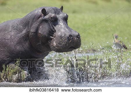 Stock Photo - "Hippopotamus (Hippopotamus amphibius) at the Chobe river, Botswana, Africa". Fotosearch