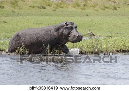 "Hippopotamus (Hippopotamus amphibius) at the Chobe river, Botswana, Africa" View Large Photo Image Stock Photo - "Hippopotamus (Hippopotamus amphibius) at the Chobe river, Botswana, Africa". Fotosearch
