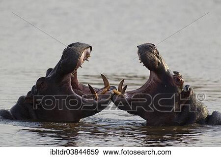 Stock Photo - "Hippopotamus (Hippopotamus amphibius), two bulls play fighting, Sunset Dam, Kruger National Park, South Africa, Africa". Fotosearch