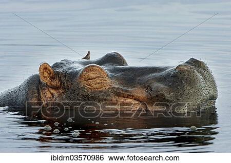 "Hippopotamus (Hippopotamus amphibius), Chobe National Park, Kasane, North-West District, Botswana, Africa" View Large Photo Image Stock Photograph - "Hippopotamus (Hippopotamus amphibius), Chobe National Park, Kasane, North-West District, Botswana, Africa". Fotosearch