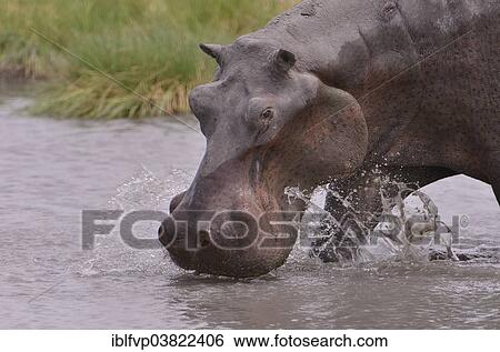 Stock Photograph - "Hippopotamus (Hippopotamus amphibius), South Luangwa National Park, Zambia, Africa". Fotosearch