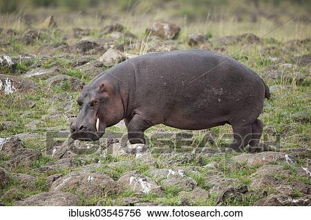 "Hippopotamus (Hippopotamus amphibius) grazing, Massai Mara, Serengeti, Rift Valley province, Kenya, Africa" View Large Photo Image Stock Photograph - "Hippopotamus (Hippopotamus amphibius) grazing, Massai Mara, Serengeti, Rift Valley province, Kenya, Africa". Fotosearch