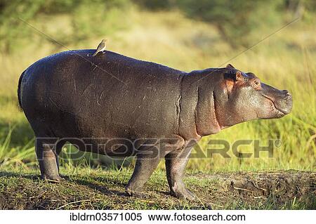 "Hippopotamus (Hippopotamus amphibius), Chobe National Park, Kasane, North-West District, Botswana, Africa" View Large Photo Image Stock Photography - "Hippopotamus (Hippopotamus amphibius), Chobe National Park, Kasane, North-West District, Botswana, Africa". Fotosearch