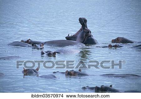 "Hippopotamuses (Hippopotamus amphibius), Chobe National Park, Kasane, North-West District, Botswana, Africa" View Large Photo Image Picture - "Hippopotamuses (Hippopotamus amphibius), Chobe National Park, Kasane, North-West District, Botswana, Africa". Fotosearch