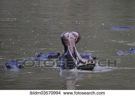 "Hippopotamuses (Hippopotamus amphibius), Benoue National Park, North Region, Cameroon, Africa" View Large Photo Image Picture - "Hippopotamuses (Hippopotamus amphibius), Benoue National Park, North Region, Cameroon, Africa". Fotosearch