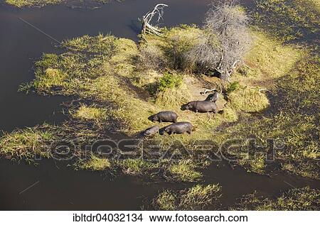 Picture - "Hippopotamuses (Hippopotamus amphibius), small breeding family, grazing amd lazing at an island in a freshwater marsh, aerial view, Okavango Delta, Moremi Game Reserve, Botswana, Africa". Fotosearch