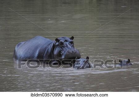 "Hippopotamuses (Hippopotamus amphibius), Benoue National Park, North Region, Cameroon, Africa" View Large Photo Image Stock Image - "Hippopotamuses (Hippopotamus amphibius), Benoue National Park, North Region, Cameroon, Africa". Fotosearch