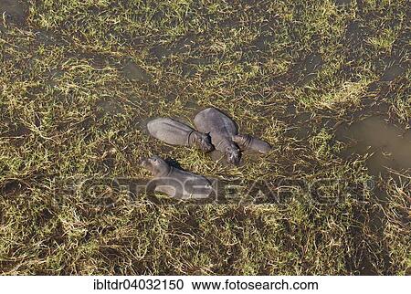 "Hippopotamuses (Hippopotamus amphibius), small breeding family in a freshwater marsh, aerial view, Okavango Delta, Moremi Game Reserve, Botswana, Africa" View Large Photo Image Stock Image - "Hippopotamuses (Hippopotamus amphibius), small breeding family in a freshwater marsh, aerial view, Okavango Delta, Moremi Game Reserve, Botswana, Africa". Fotosearch