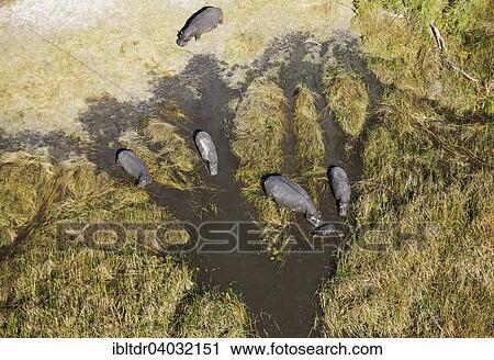"Hippopotamuses (Hippopotamus amphibius), breeding herd in a freshwater marsh, aerial view, Okavango Delta, Moremi Game Reserve, Botswana, Africa" View Large Photo Image Stock Image - "Hippopotamuses (Hippopotamus amphibius), breeding herd in a freshwater marsh, aerial view, Okavango Delta, Moremi Game Reserve, Botswana, Africa". Fotosearch
