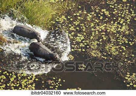 Stock Image - "Hippopotamuses (Hippopotamus amphibius), rushing into the water of a freshwater marsh, aerial view, Okavango Delta, Moremi Game Reserve, Botswana, Africa". Fotosearch