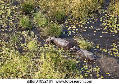 Stock Image - "Hippopotamuses (Hippopotamus amphibius), in a freshwater marsh, aerial view, Okavango Delta, Moremi Game Reserve, Botswana, Africa". Fotosearch