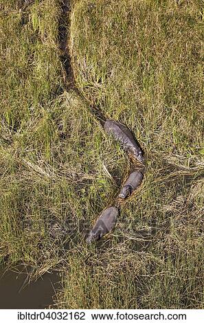 Stock Image - "Hippopotamuses (Hippopotamus amphibius), moving in a canal made by frequent use, in a freshwater marsh, aerial view, Okavango Delta, Moremi Game Reserve, Botswana, Africa". Fotosearch