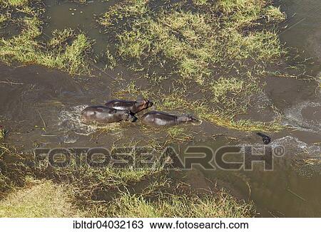 "Hippopotamuses (Hippopotamus amphibius), small breeding family in a freshwater marsh, aerial view, Okavango Delta, Moremi Game Reserve, Botswana, Africa" View Large Photo Image Stock Image - "Hippopotamuses (Hippopotamus amphibius), small breeding family in a freshwater marsh, aerial view, Okavango Delta, Moremi Game Reserve, Botswana, Africa". Fotosearch