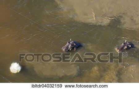 "Hippopotamuses (Hippopotamus amphibius) in a freshwater marsh, aerial view, Okavango Delta, Moremi Game Reserve, Botswana, Africa" View Large Photo Image Stock Photo - "Hippopotamuses (Hippopotamus amphibius) in a freshwater marsh, aerial view, Okavango Delta, Moremi Game Reserve, Botswana, Africa". Fotosearch