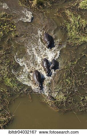 "Hippopotamuses (Hippopotamus amphibius), breeding herd in a freshwater marsh, aerial view, Okavango Delta, Moremi Game Reserve, Botswana, Africa" View Large Photo Image Stock Photo - "Hippopotamuses (Hippopotamus amphibius), breeding herd in a freshwater marsh, aerial view, Okavango Delta, Moremi Game Reserve, Botswana, Africa". Fotosearch
