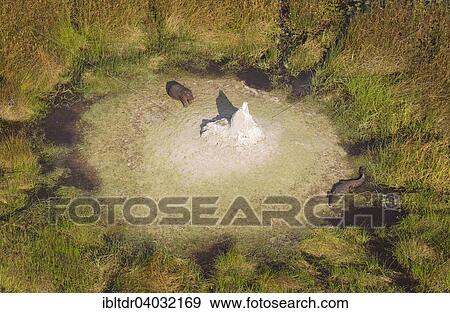 "Hippopotamuses (Hippopotamus amphibius) and Nile Crocodile (Crocodylus niloticus), resting and basking on an island with termite hill, in a freshwater marsh, aerial view, Okavango Delta, Moremi Game Reserve, Botswana, Africa" View Large Photo Image Stock Photo - "Hippopotamuses (Hippopotamus amphibius) and Nile Crocodile (Crocodylus niloticus), resting and basking on an island with termite hill, in a freshwater marsh, aerial view, Okavango Delta, Moremi Game Reserve, Botswana, Africa". Fotosearch