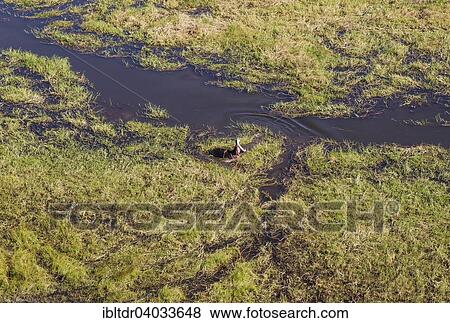 Stock Photo - "Hippopotamuses (Hippopotamus amphibius), yawning, in a freshwater marsh, aerial view, Okavango Delta, Moremi Game Reserve, Botswana, Africa". Fotosearch