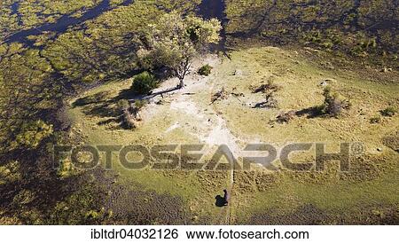"Hippopotamuses (Hippopotamus amphibius), at an island in a freshwater marsh, aerial view, Okavango Delta, Moremi Game Reserve, Botswana, Africa" View Large Photo Image Stock Photograph - "Hippopotamuses (Hippopotamus amphibius), at an island in a freshwater marsh, aerial view, Okavango Delta, Moremi Game Reserve, Botswana, Africa". Fotosearch