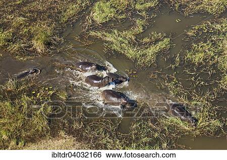 "Hippopotamuses (Hippopotamus amphibius), breeding herd in a freshwater marsh, aerial view, Okavango Delta, Moremi Game Reserve, Botswana, Africa" View Large Photo Image Stock Photograph - "Hippopotamuses (Hippopotamus amphibius), breeding herd in a freshwater marsh, aerial view, Okavango Delta, Moremi Game Reserve, Botswana, Africa". Fotosearch