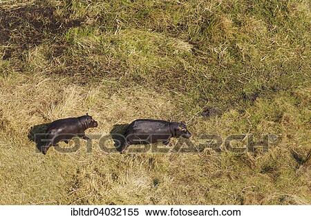 Stock Photography - "Hippopotamuses (Hippopotamus amphibius), walking towards a nearby marsh area, aerial view, Okavango Delta, Moremi Game Reserve, Botswana, Africa". Fotosearch
