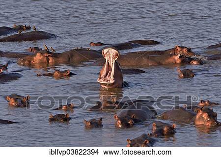 "Hippos (Hippopotamus amphibius) in the Luangwa River, South Luangwa National Park, Zambia, Africa" View Large Photo Image Picture - "Hippos (Hippopotamus amphibius) in the Luangwa River, South Luangwa National Park, Zambia, Africa". Fotosearch