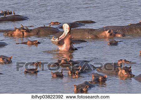 "Hippos (Hippopotamus amphibius) in the Luangwa River, South Luangwa National Park, Zambia, Africa" View Large Photo Image Stock Image - "Hippos (Hippopotamus amphibius) in the Luangwa River, South Luangwa National Park, Zambia, Africa". Fotosearch