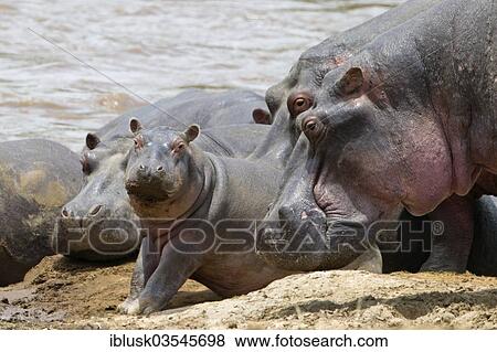 "Hippos (Hippopotamus amphibius) with young on the river bank, Massai Mara, Serengeti, Rift Valley province, Kenya, Africa" View Large Photo Image Stock Photo - "Hippos (Hippopotamus amphibius) with young on the river bank, Massai Mara, Serengeti, Rift Valley province, Kenya, Africa". Fotosearch