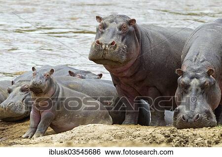 Stock Photograph - "Hippos (Hippopotamus amphibius) with young on the river bank, Massai Mara, Serengeti, Rift Valley province, Kenya, Africa". Fotosearch