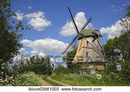 "Historic Dutch windmill, """"Gisela"""", near Bergenhusen, Schleswig-Holstein, Germany, Europe" View Large Photo Image Stock Image - "Historic Dutch windmill, """"Gisela"""", near Bergenhusen, Schleswig-Holstein, Germany, Europe". Fotosearch