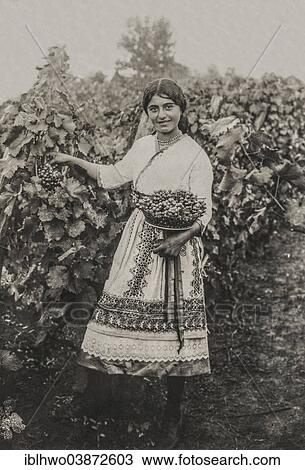 Stock Image - "Historic photograph, ca 1914-1918, Romanian girl in traditional costume picking grapes, Romania, Europe". Fotosearch