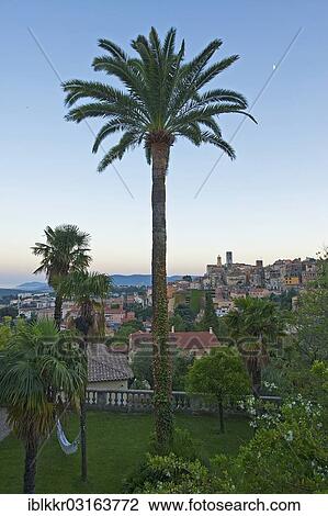 "Historic town centre of Grasse with palm trees, Grasse, Departement Alpes-Maritimes, Region Provence-Alpes-Cote d? ÇÖAzur, France, Europe" View Large Photo Image Stock Image - "Historic town centre of Grasse with palm trees, Grasse, Departement Alpes-Maritimes, Region Provence-Alpes-Cote d? ÇÖAzur, France, Europe". Fotosearch