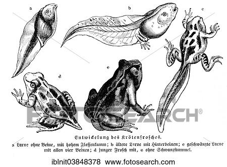 "Historical chart showing the development of frogs, Meyers Konversations-Lexikon encyclopedia, 1897" View Large Photo Image Stock Photo - "Historical chart showing the development of frogs, Meyers Konversations-Lexikon encyclopedia, 1897". Fotosearch