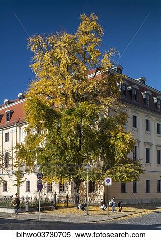 Stock Photography - "Historical gingko tree in autumn foliage, Goethe Ginkgo, passers-by collecting leaves, Weimar, Thuringia, Germany, Europe". Fotosearch