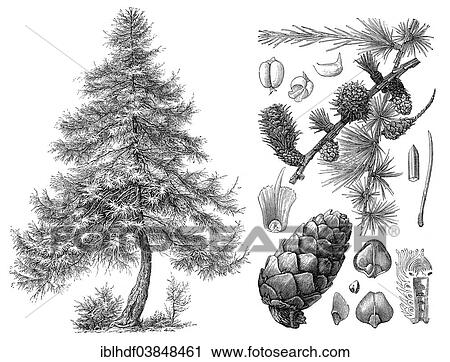 "Historical illustration, European Larch (Larix decidua)" View Large Photo Image Stock Image - "Historical illustration, European Larch (Larix decidua)". Fotosearch