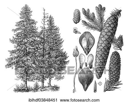 "Historical illustration, Norway Spruce (Picea abies)" View Large Photo Image Stock Image - "Historical illustration, Norway Spruce (Picea abies)". Fotosearch