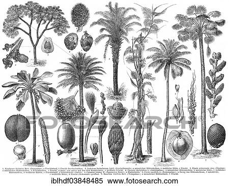 "Historical illustration, Palm Trees (Arecaceae)" View Large Photo Image Stock Photography - "Historical illustration, Palm Trees (Arecaceae)". Fotosearch