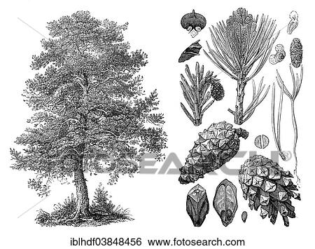 Stock Photograph - "Historical illustration, Scots Pine (Pinus sylvestris)". Fotosearch