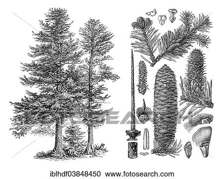 "Historical illustration, Silver Fir (Abies pectinata)" View Large Photo Image Stock Image - "Historical illustration, Silver Fir (Abies pectinata)". Fotosearch