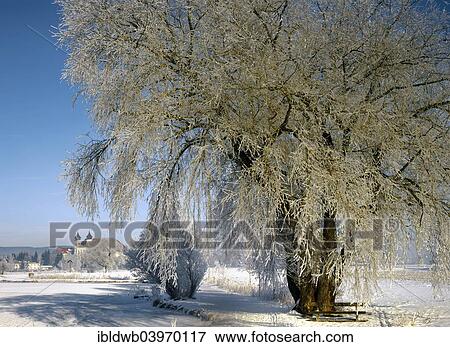 "Hoarfrost at Schlehdorf Abbey, Lake Kochelsee, Upper Bavaria, Bavaria, Germany Monastery" View Large Photo Image Stock Photo - "Hoarfrost at Schlehdorf Abbey, Lake Kochelsee, Upper Bavaria, Bavaria, Germany Monastery". Fotosearch