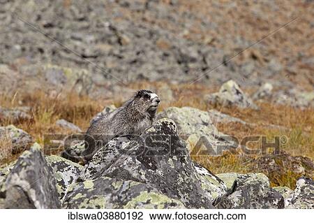 "Hoary Marmot (Marmota caligata), on rocks with lichen, Tombstone Mountains Territorial Park, Yukon Territory, Canada, North America" View Large Photo Image Stock Image - "Hoary Marmot (Marmota caligata), on rocks with lichen, Tombstone Mountains Territorial Park, Yukon Territory, Canada, North America". Fotosearch