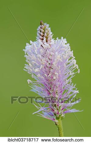 Stock Photo - "Hoary Plantain (Plantago media), flowering, Bavaria, Germany, Europe". Fotosearch