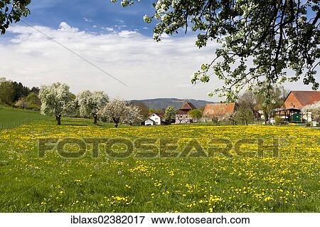 Stock Photo - "Hoedingen on Lake Constance with fruit trees in full bloom, Lake Constance district, Baden-Wuerttemberg, Germany, Europe, PublicGround, Europe". Fotosearch