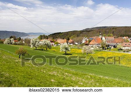 "Hoedingen on Lake Constance with fruit trees in full bloom, Lake Constance district, Baden-Wuerttemberg, Germany, Europe, PublicGround, Europe" View Large Photo Image Stock Photography - "Hoedingen on Lake Constance with fruit trees in full bloom, Lake Constance district, Baden-Wuerttemberg, Germany, Europe, PublicGround, Europe". Fotosearch