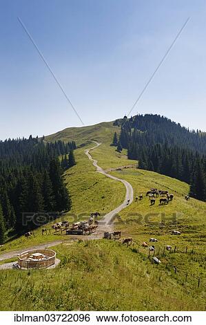 Stock Photograph - "Hoernlealm alpine pasture, Hinteren Hoernle Mountain, Hornle, Ammergauer Alpen, Bad Kohlgrub, Pfaffenwinkel region, Upper Bavaria, Bavaria, Germany, Europe". Fotosearch
