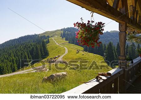 Stock Photography - "Hoernlealm alpine pasture, Hinteren Hoernle Mountain, Hornle, Ammergauer Alpen, Bad Kohlgrub, Pfaffenwinkel region, Upper Bavaria, Bavaria, Germany, Europe". Fotosearch