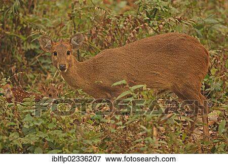 "Hog Deer (Axis porcinus porcinus), adult female with young fawn, standing in vegetation, Kaziranga National Park, Assam, India, Asia" View Large Photo Image Stock Photo - "Hog Deer (Axis porcinus porcinus), adult female with young fawn, standing in vegetation, Kaziranga National Park, Assam, India, Asia". Fotosearch