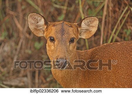 "Hog Deer (Axis porcinus porcinus), adult female, portrait, Kaziranga National Park, Assam, India, Asia" View Large Photo Image Stock Photograph - "Hog Deer (Axis porcinus porcinus), adult female, portrait, Kaziranga National Park, Assam, India, Asia". Fotosearch