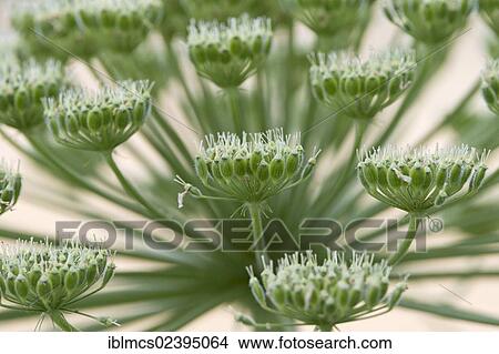"Hogweed (Heracleum sphondylium), Guxhagen, North Hesse, Hesse, Germany, Europe" View Large Photo Image Picture - "Hogweed (Heracleum sphondylium), Guxhagen, North Hesse, Hesse, Germany, Europe". Fotosearch