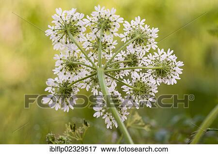 Stock Photo - "Hogweed (Heracleum sphondylium) flowering, underside of umbel, Crossness Nature Reserve, Bexley, Kent, England, United Kingdom, Europe". Fotosearch